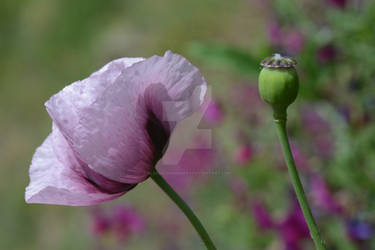 Papaver somniferum (Papaveraceae)