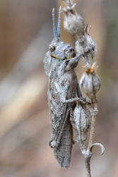 Pamphagidae Stone Grasshopper