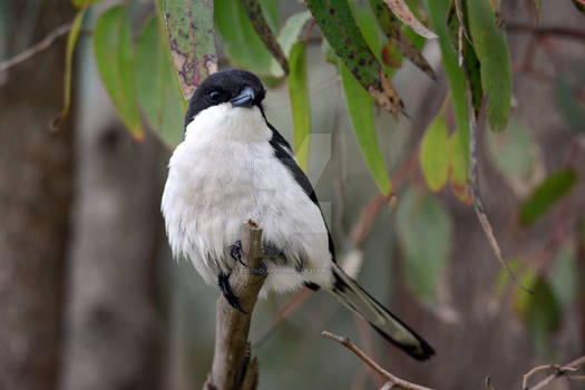 Common Fiscal (Lanius collaris)