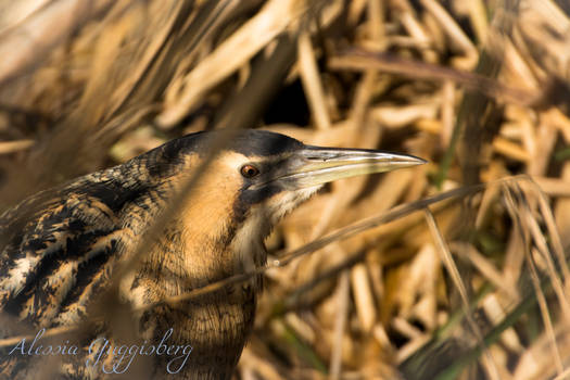 Eurasian Bittern (Botaurus stellaris)