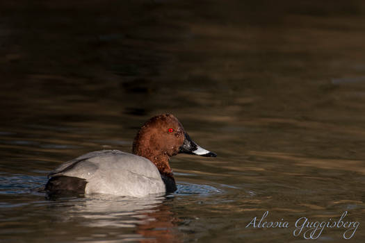 Common Pochard (Aythya ferina)