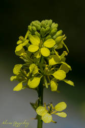 Sinapis arvensis (Brassicaceae)
