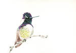Costa's Hummingbird by AlessiaGuggisberg