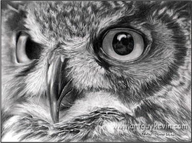 Owl Portrait