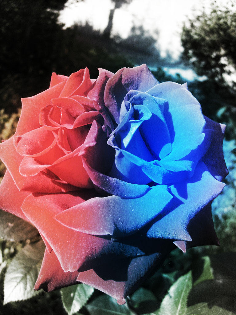 Enternity Roses The eternity rose by Elnest on DeviantArt