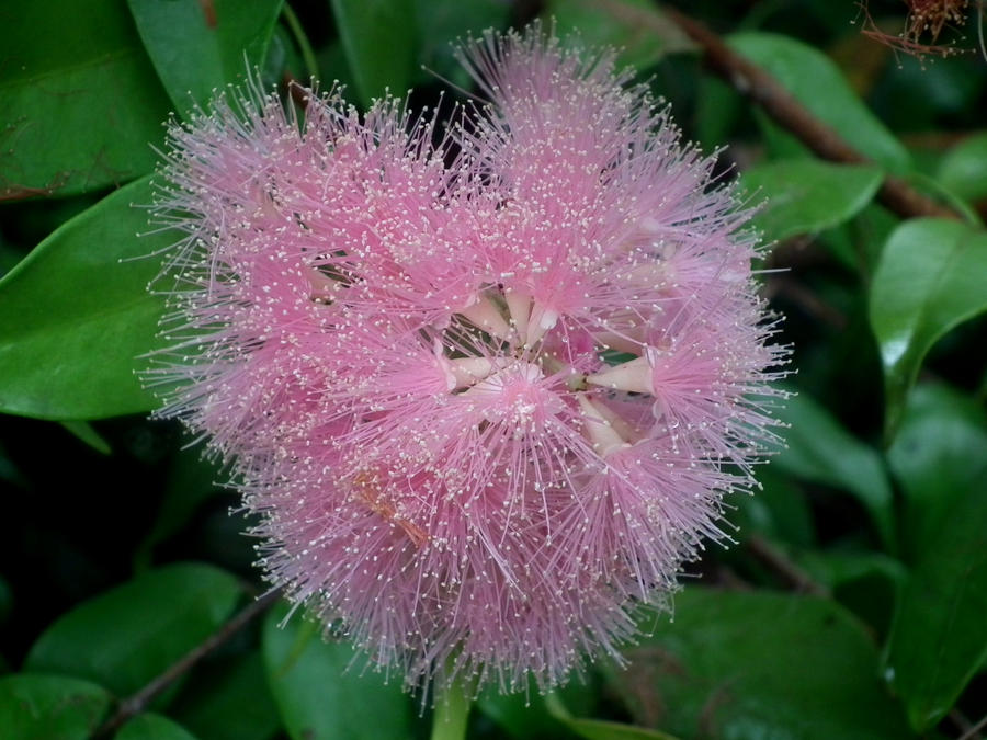 Lilly Pilly Flower by AlternateSanity on DeviantArt