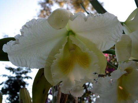 White Orchid