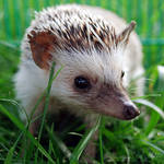 Hedgie by ericarad