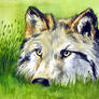 loup