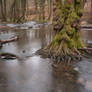 Forest of Dean 2