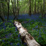 Bluebells3