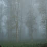 Trees4
