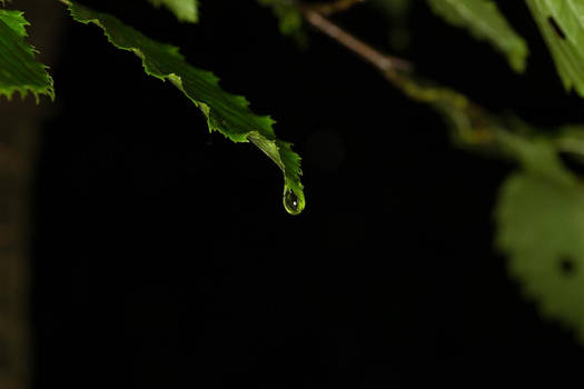 Raindrop