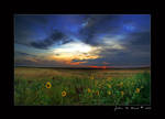Wild Sunflowers of the Sunrise by kkart