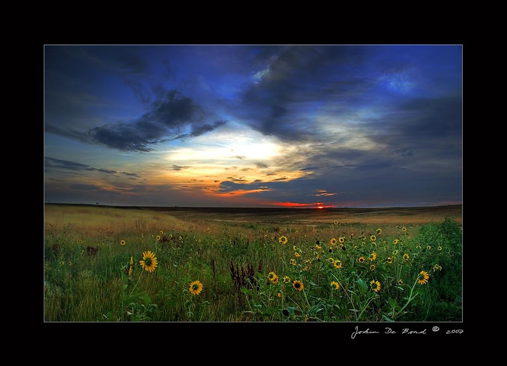 Wild Sunflowers of the Sunrise