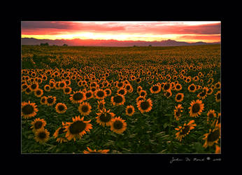 Sunflower Sundown