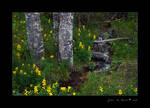 Enchanted Forest Serenity by kkart