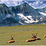 Alpine Meadow Sun Tan Party