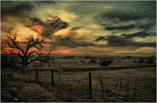 Sunset At The Old Tree