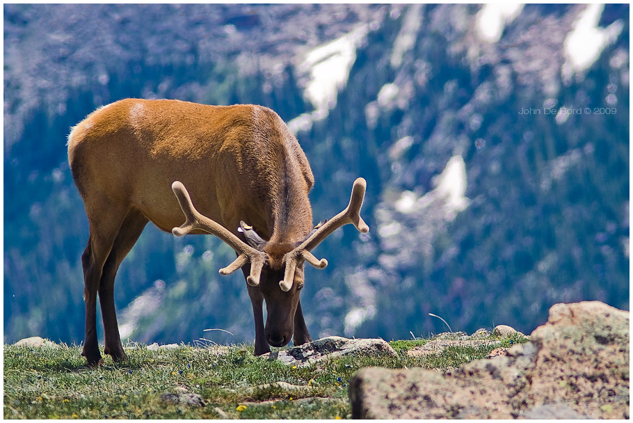 Bull Elk in Velvet