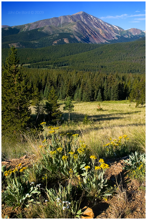 Wildflowers and The Rockies