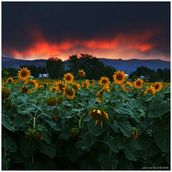 Sunsets Storms and Sunflowers