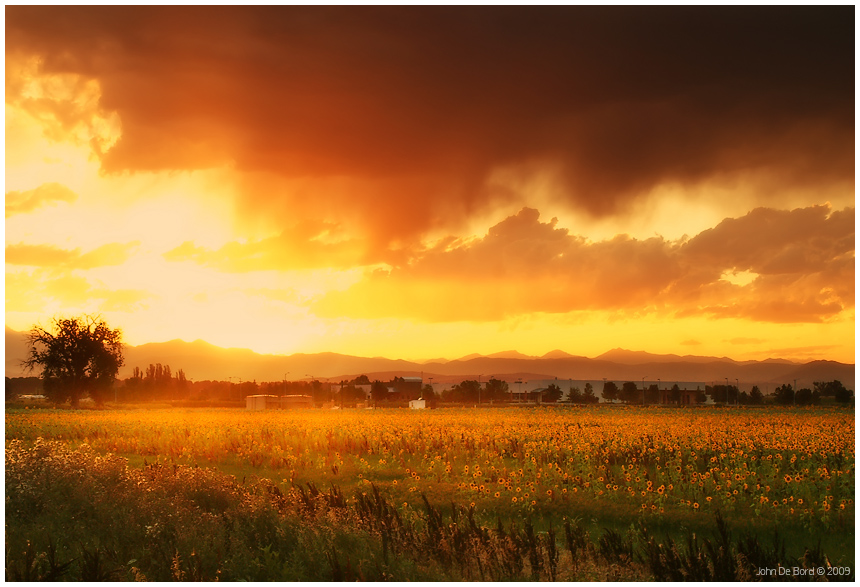 The Glow of A Sunflower Sunset