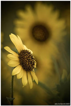 Sunflower Softness