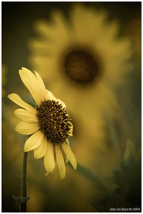 Sunflower Softness