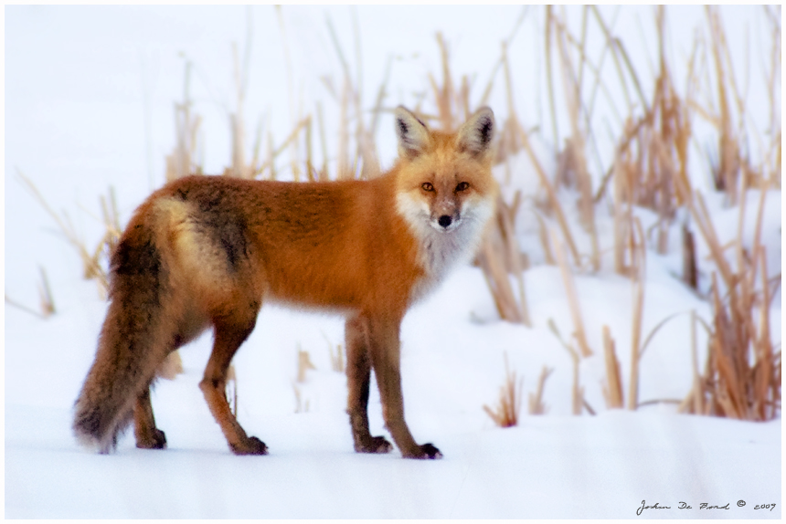 Foxes amazing. Лиса красавица. Гибрид рыжей лисы и песца. Гибрид чернобурки и рыжей лисы. Лиса под ветками.
