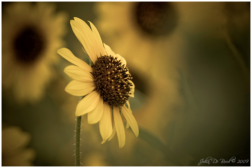 Wild Sunflowers In Retro