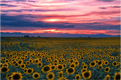 The Field Of Dreams