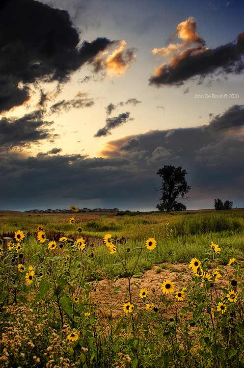 A Memory Of The Sunflowers