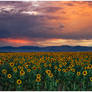 God's Sunflower Sky