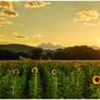 A Sunflower Paradise