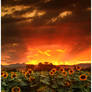August Sunflower Skies