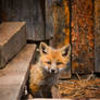 Curious Kit
