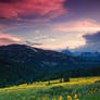 Alpine Sunflower Meadows