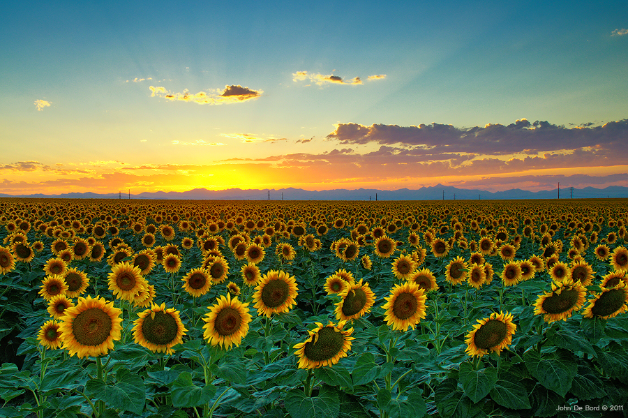 Sunflower Sea