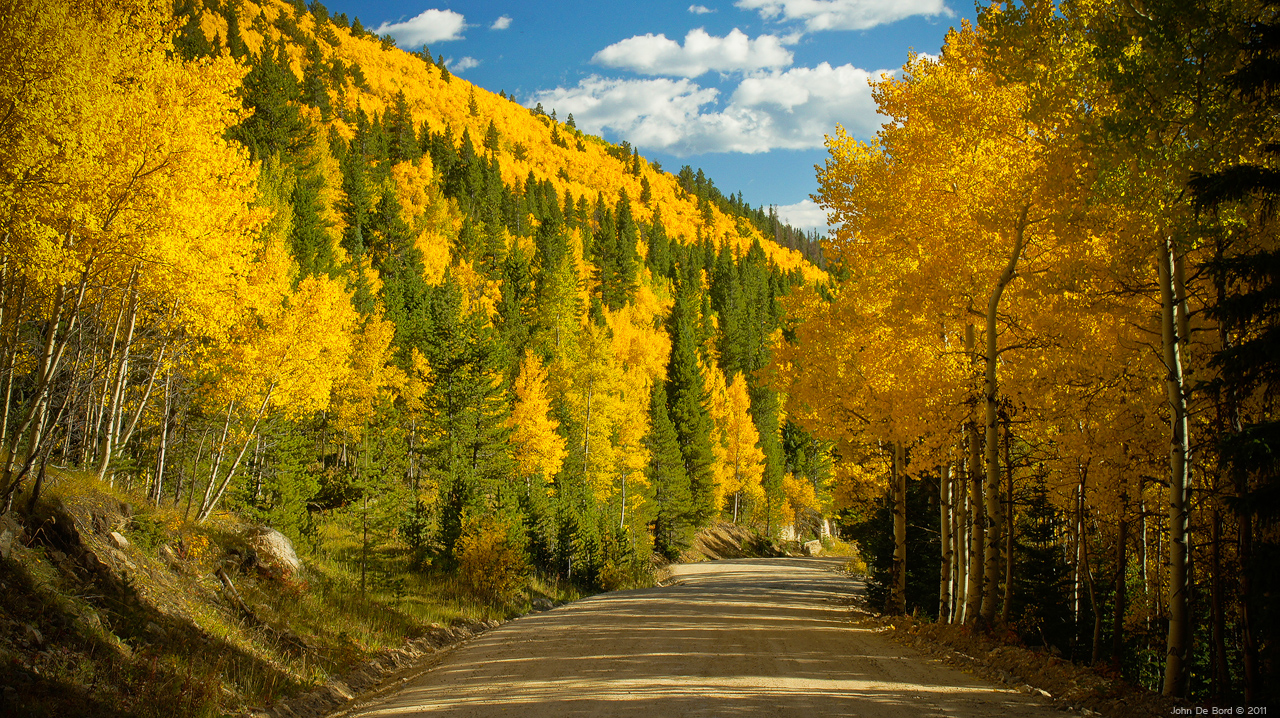 The Colorful Canyon Forest