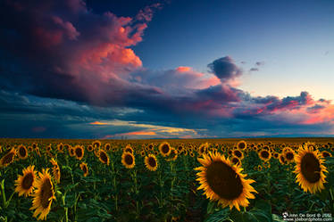 Skies Of A Summer Sunset