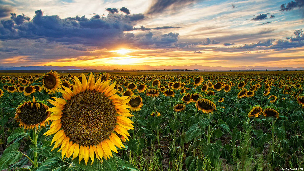 Sunflowers Of Golden Hour