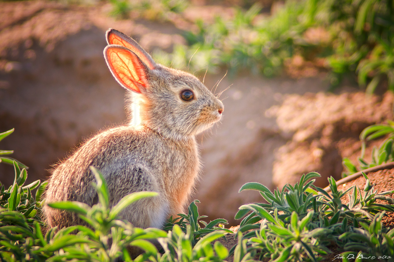 Baby Bunny