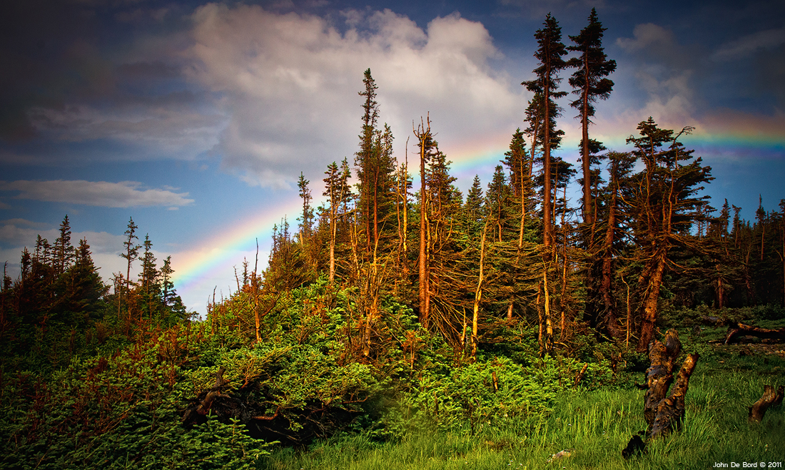 The Rainbow Forest