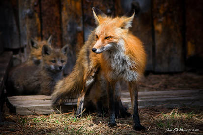 Mom and Young