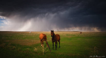 Horses In The Storm