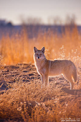 The Hunter Of The Plains