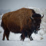 Bison In Fresh Snow
