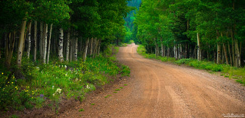 Wildflowers Along The County Road by kkart