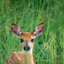 White-tailed Deer Fawn In Grass